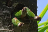 Aves de canto por R$ 80 mil: por que bicudos, curiós e azulões estão no topo do tráfico no Brasil?