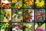 Licenciamento ambiental revela riqueza oculta da Caatinga e amplia conhecimento científico sobre a flora do semiárido