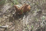 Ataques de cachorros a rebanhos deixam prejuízo de mais de R$ 70 milhões na Bahia