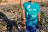 Agricultor baiano colhe mandioca gigante; confira o tamanho