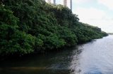 Pesquisadores alertam que perda de mangues coloca em risco espécies de caranguejos e o equilíbrio ambiental