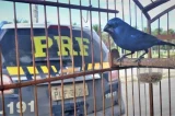 Como funciona o esquema bilionário que usa estrada baiana para tráfico de aves de canto