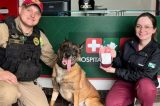 Cão Policial faz doação de sangue para cadela