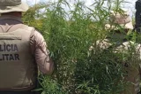 Polícia erradica 23 mil pés de maconha em operação em Curaçá