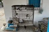 MP-BA denuncia mais de 20 integrantes da maior rede de tráfico de animais
