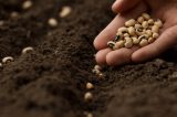 Atraso e exigência de cadastro no IPA geram críticas no campo
