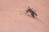 Ministério da Saúde anuncia Dia D de mobilização nacional contra a dengue