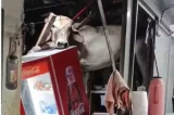 Vaca cai em telhado da cozinha de um bar e causa prejuízos