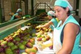 Frutas do Vale do São Francisco devem ficar de fora do tarifaço de 25% proposto pelos EUA