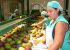 Frutas do Vale do São Francisco devem ficar de fora do tarifaço de 25% proposto pelos EUA
