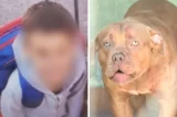 Criança de 5 anos morre após ser atacada por pitbull