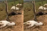 Prejuízo de R$ 30 mil: raio mata oito bovinos da raça nelore na Bahia