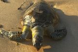 Ativistas atribuem mortes de animais marinhos à sondagem da ponte; biólogo não vê relação
