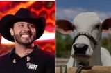 Murilo Huff se torna um dos donos da vaca mais cara do mundo, arrematada por R$ 54 milhões Murilo Huff se torna um dos donos da vaca mais cara do mundo, arrematada por R$ 54 milhões
