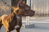 Prender cães em correntes de maneira permanente já é crime
