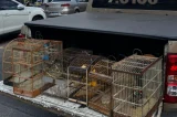 Dois homens são detidos e 55 aves silvestres são resgatadas na Região Metropolitana de Salvador