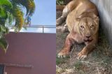 Homem é morto por leoa após entrar em jaula em zoológico de João Pessoa