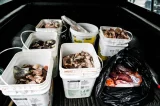 Fiscalização retira 430 kg de comida podre e vencida do comércio de cidade baiana