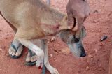 Cachorro é baleado em Afrânio e caso é investigado pela Polícia Civil