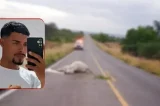 Jovem colide com vaca e morre na BR-324; animal também não resistiu
