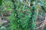 Maconha gourmet