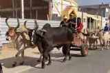 Primeiro desfile de carros de bois celebra tradição e homenageia carreiros em Tabira