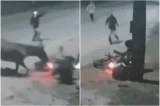 VÍDEO: cavalo solto em pista derruba motociclista e ajuda ladrões em roubo