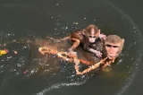 Estudo revela que a homossexualidade entre macacos é uma estratégia de sobrevivência