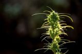 Anvisa aprova novas regras para cultivo e uso de cannabis medicinal; veja principais mudanças