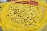 Polícia prende suspeito de exploração sexual e apreende 611 comprimidos de ecstasy “abacaxizinhos” no Recife