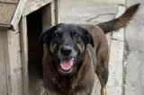 A verdade deve vir à tona, diz advogado de jovens suspeitos na morte do cão Orelha