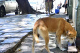 Estatuto dos Cães e Gatos prevê penas para quem maltratar animais