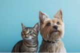Projeto de lei autoriza sepultamento de cães e gatos em túmulos da família