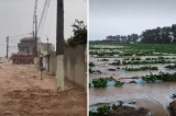 Chuva forte alaga cidades e destrói plantação de melões na Bahia; veja vídeos