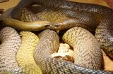 Serpentes estão evoluindo para o canibalismo, segundo estudo
