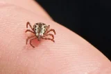 Duas crianças morrem por doença infecciosa grave causada por bactéria
