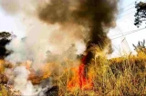 Idoso morre queimado ao tentar controlar incêndio em mata na Bahia