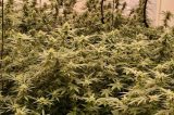Advogado é alvo de operação que descobriu estufa de maconha em casa em Jaboatão