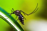 Suspensão temporária da vacina contra a dengue reforça compromisso com a segurança da população, avalia infectologista