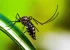 Suspensão temporária da vacina contra a dengue reforça compromisso com a segurança da população, avalia infectologista