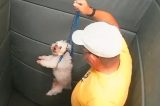 VÍDEO: Guarda civil aposentado é flagrado agredindo cachorro em elevador