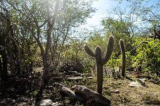 Operação contra desmatamento embarga mais de 2,6 mil hectares em Pernambuco Operação contra desmatamento embarga mais de 2,6 mil hectares em Pernambuco