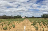 Do sal ao ouro: como água salina tem transformado safra no semiárido