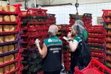 Infestação de baratas: fábrica de pães é fechada e deve ser multada em R$ 24 mil