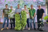 Nova espécie de banana pode revolucionar o campo no Brasil; conheça