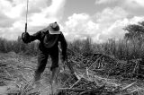 Governo atualiza ‘lista suja’ do trabalho escravo; Pernambuco aparece entre os estados com mais casos