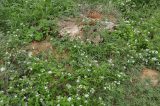 Matagal toma de conta do Cemitério Central de Juazeiro