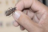 Prefeitura de Canudos realiza serviço de prevenção e combate a doença de Chagas no interior