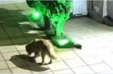 Vizinha joga comida envenenada para matar cachorro após briga por batida em portão