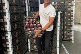A QUALIDADE DA MANGA DO VALE DO SÃO FRANCISCO GANHA COMPETITIVIDADE NO MERCADO INTERNO E EXTERNO